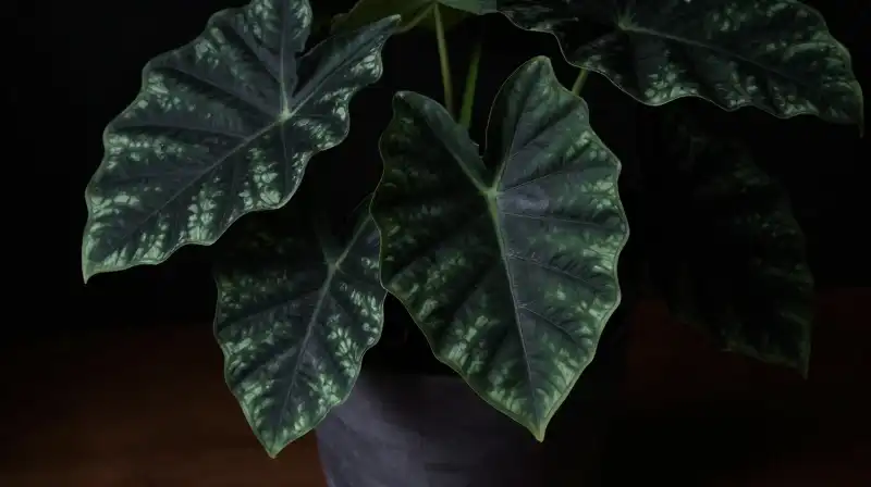Moody, velvety dark plant illuminated by dramatic contrast