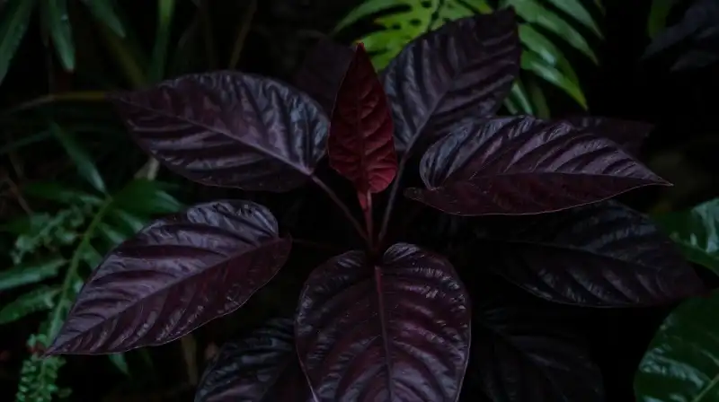 Velvet burgundy leaves emerge from a dark, moody jungle
