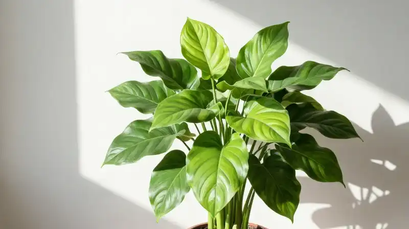 Vibrant green leaves of a lush arrowhead plant glow indoors