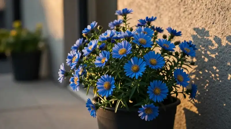 Glowing blue asters thrive on a vertical garden during a warm golden hour