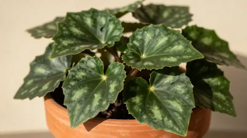 Lush, deep green beefsteak begonia thrives in warm, diffused sunlight