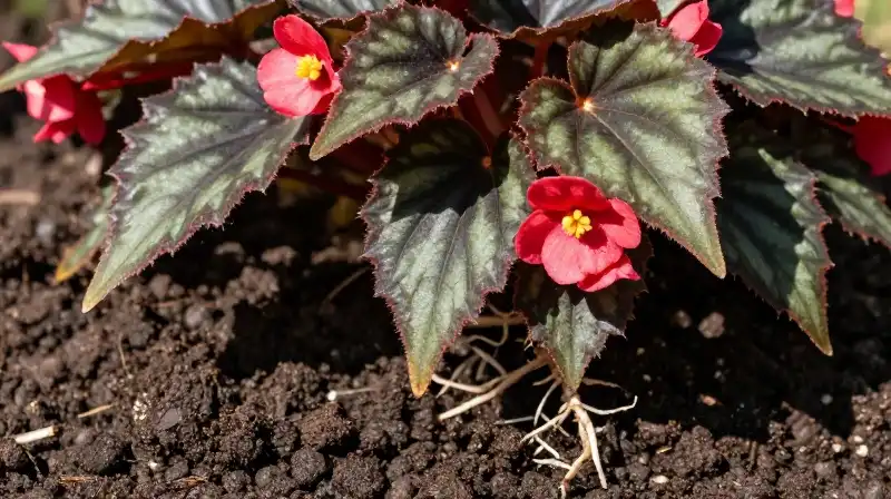 A vibrant, lush begonia rests in damp, dark soil under bright sunlight
