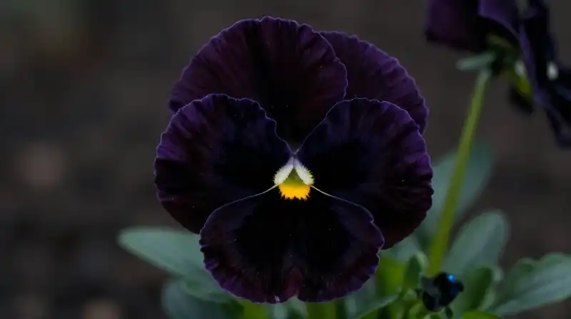 Vibrant black pansy petals emerge from deep, shadowed surroundings