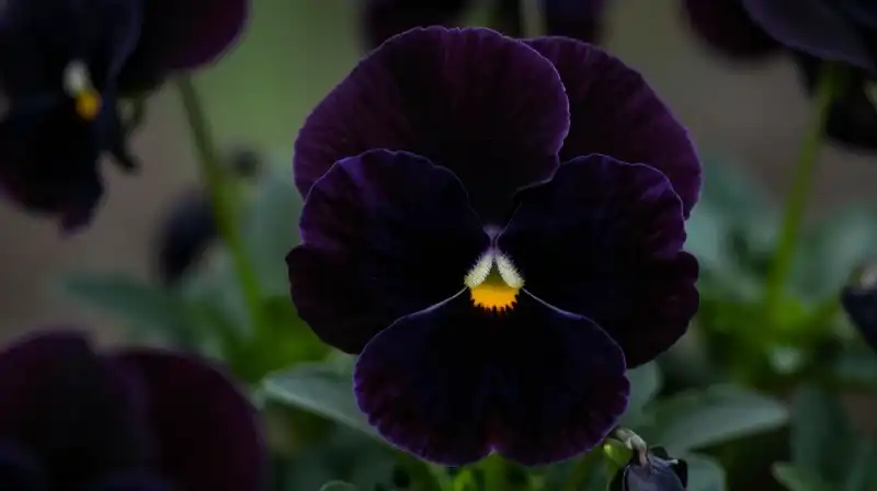 Dark black pansy illuminated in a moody, dramatic garden setting