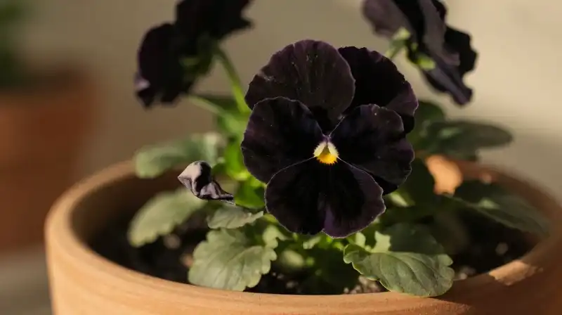 Dark pansies droop in a glowing ceramic pot under warm light