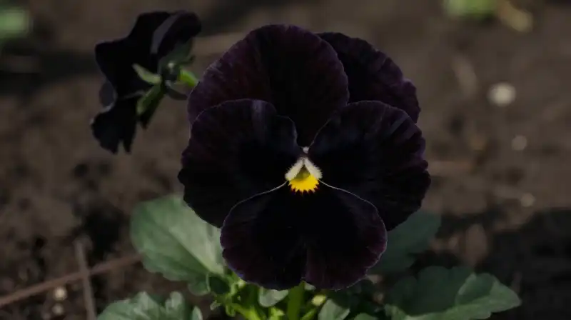 A velvety black pansy stands dramatically in a dark, earthen environment