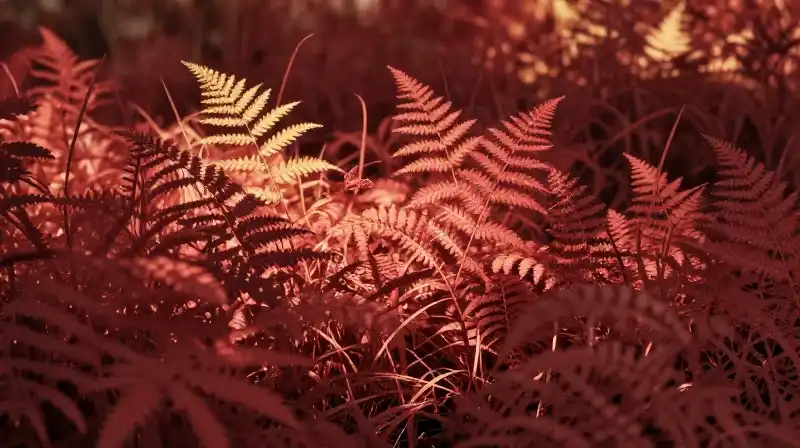 Lush red grass shines under dappled golden sunlight in the shade