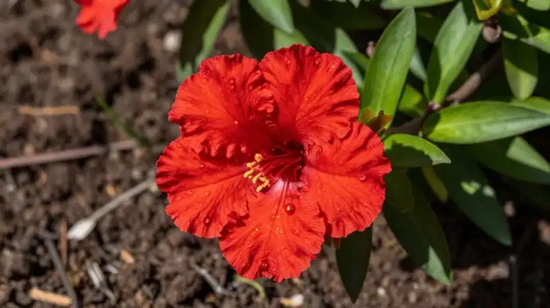 Intense red flower bloom thrives in rich, bright natural daylight