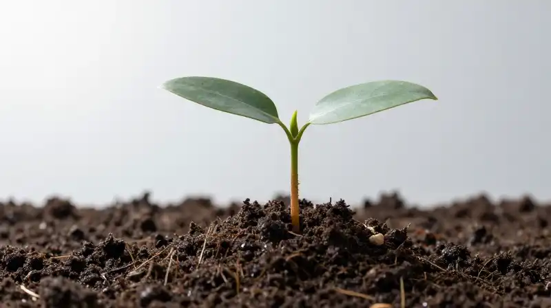 Brightly lit seedling emerges from rich, moist soil