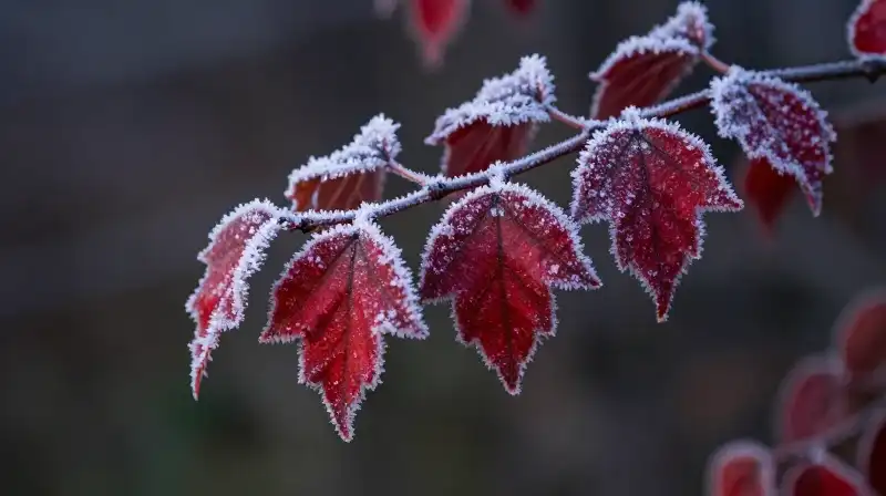 Frozen red sumac leaves bathed in dramatic, low winter dawn light