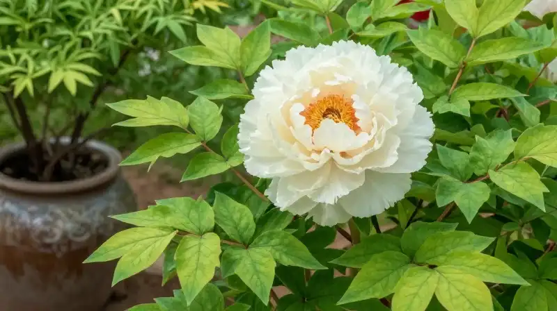 Lush peony and vibrant ferns bloom in soft sunlight