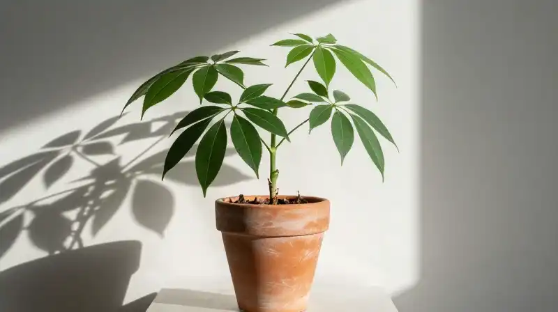 A lush triangle ficus in a rustic clay pot bathed in soft indoor sunlight