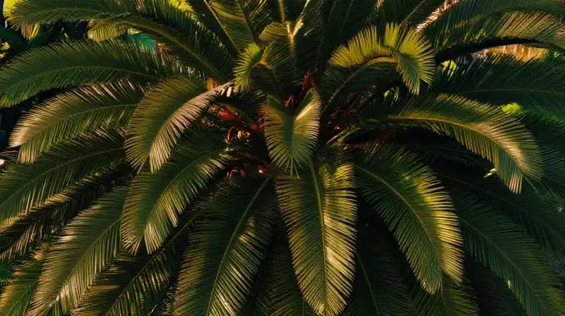 Majestic palm tree shines within a lush golden tropical sunset