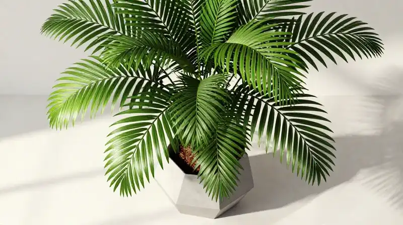 A detailed foxtail palm rests in a modern geometric planter bathed in soft sunlight