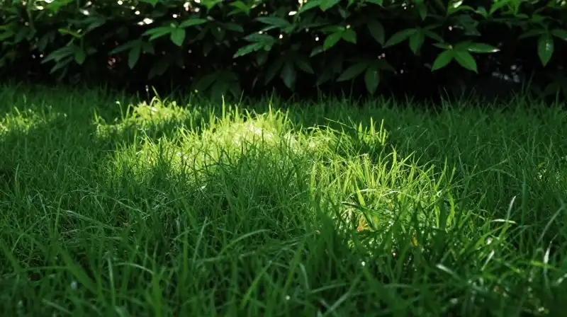 A macro view of vibrant green grass bathed in dappled sunlight