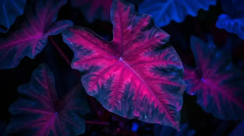Lush alocasia leaves glow with intense magenta and blue light