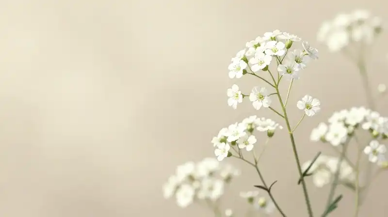 Soft white babys breath cascades over a warm beige parchment texture