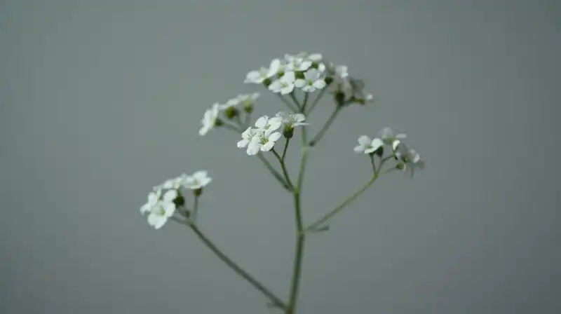 Wispy white blossoms float in soft, minimalist diffused light