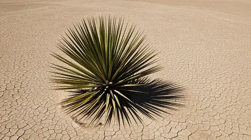 A distressed yucca survives in brutally cracked desert landscape