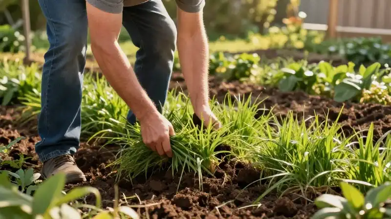 Close up of a man pulling sod under golden sunlight