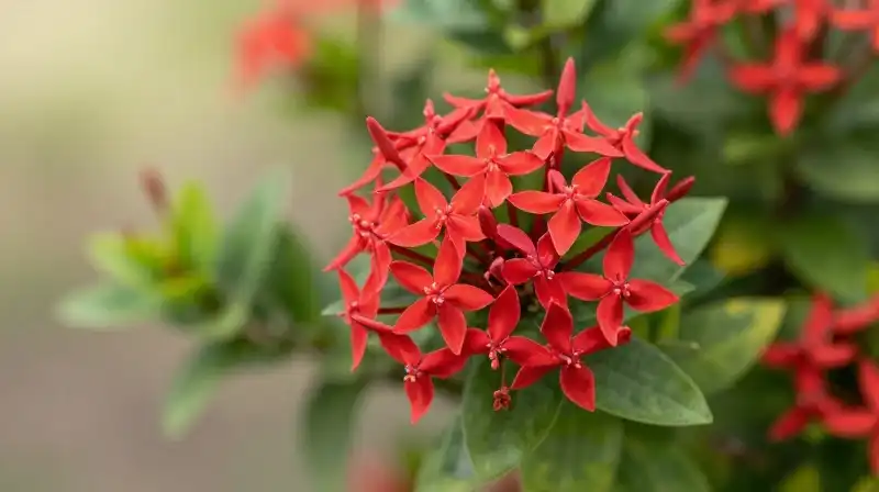 Vibrant red Ixora flowers flourish amidst lush green foliage in winter sun
