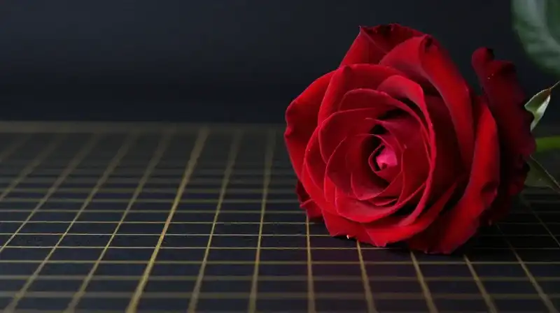 Crimson rose dramatically lit against a minimalist gold grid