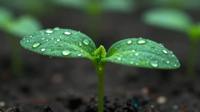 Lush green sprout covered in delicate, glistening water droplets