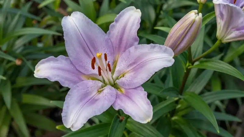 A delicate pale lavender lily glows in bright morning sunlight among lush green leaves