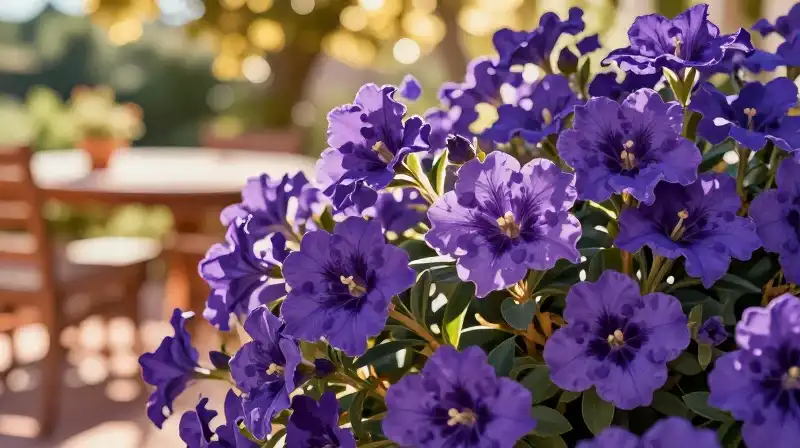 Vibrant purple foliage glows under warm Mediterranean golden hour light