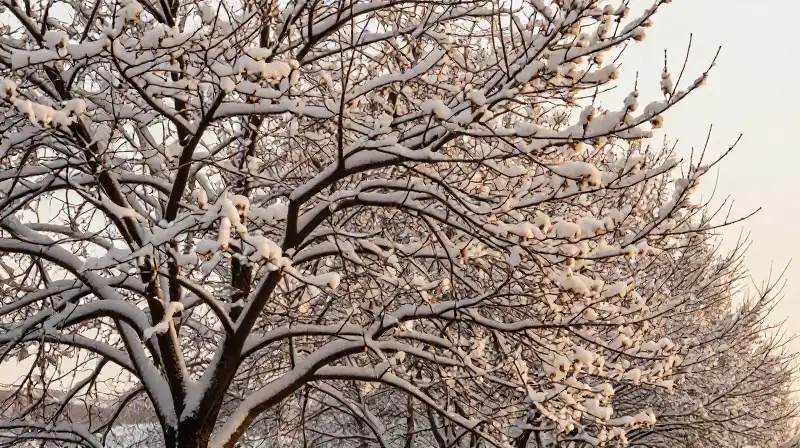 A snowy, budding tree glows in warm golden hour light