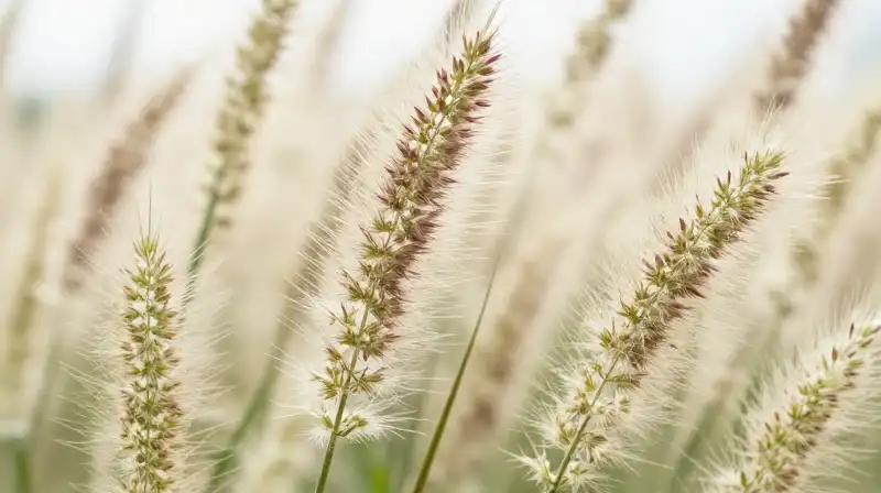 A detailed botanical illustration of a textured pine muhly plant