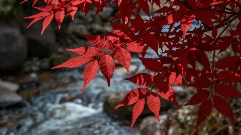 Dramatic dappled light illuminates brilliant red foliage near a stream