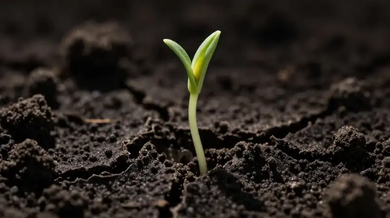 A delicate green sprout emerges dramatically from dark, cracked soil