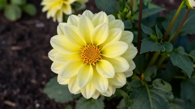 A rich, dewy dahlia bloom bathed in soft golden hour light
