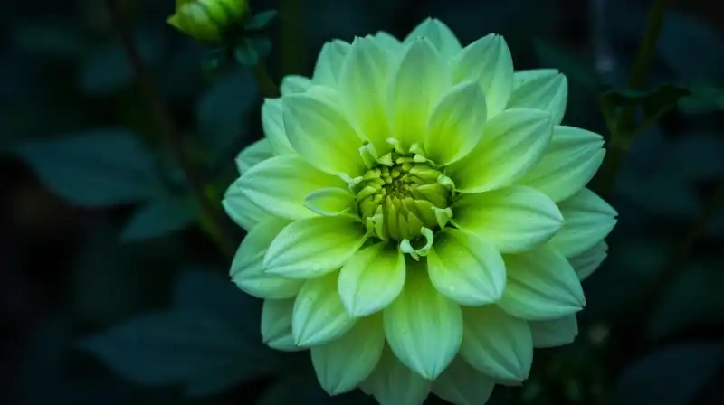 A detailed dahlia blooms dramatically amidst dark, moody foliage