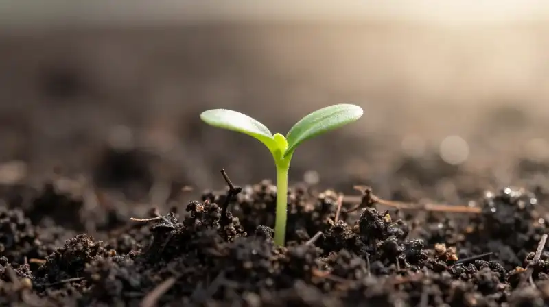 Tiny bright green seedling emerges from rich dark soil in soft morning light