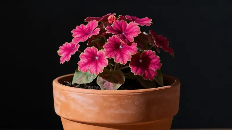 Vibrant flowering plants in terracotta and fiber pots