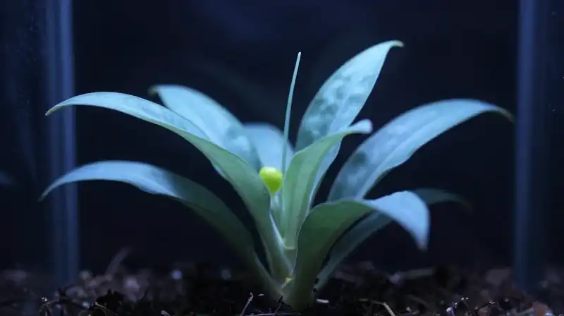 Blue data streams embrace a vibrant Philodendron in a minimalist terrarium