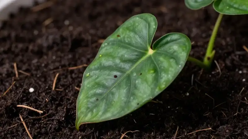 Vibrant green Philodendron foliage detailed against rich dark soil
