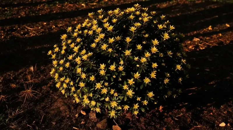 Golden light bathes a pittsoporum shrub nestled in dark soil
