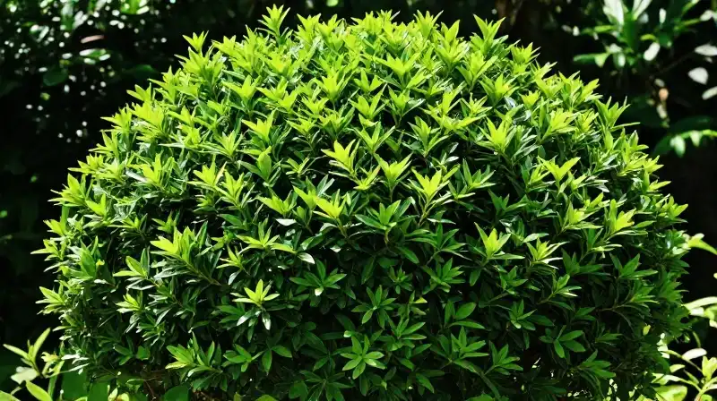 Lush, vibrant pittosporum shrub catches dappled sunlight in a garden