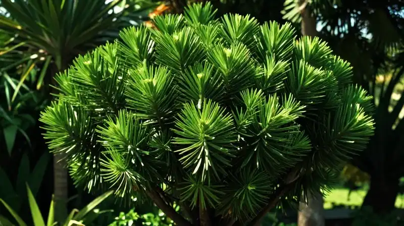 Vibrant green Podocarpus maki glows in a sun-drenched tropical garden