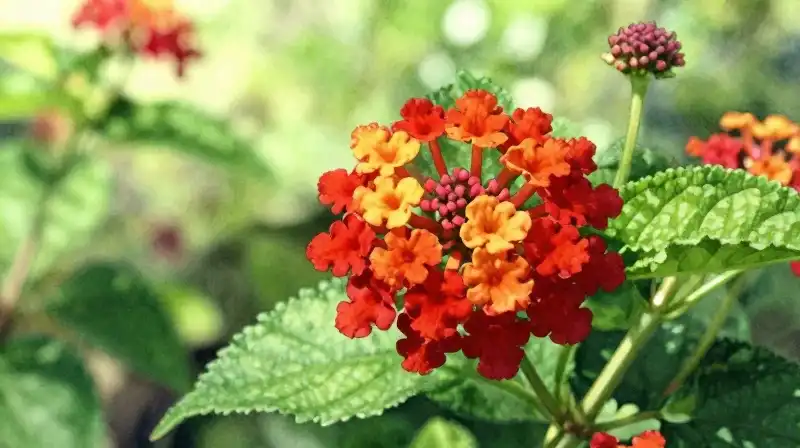 Vibrant red lantana blossoms against bright tropical green foliage