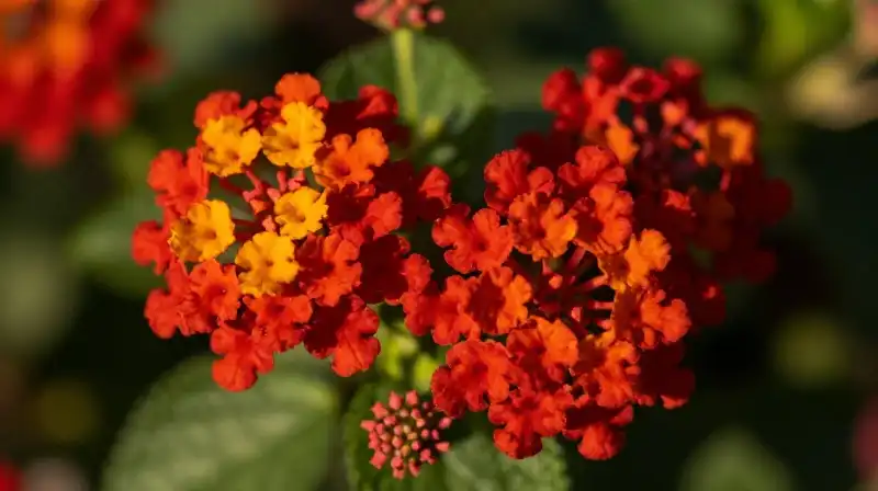 Vibrant red lantana blooms flourish in a golden, sunlit garden