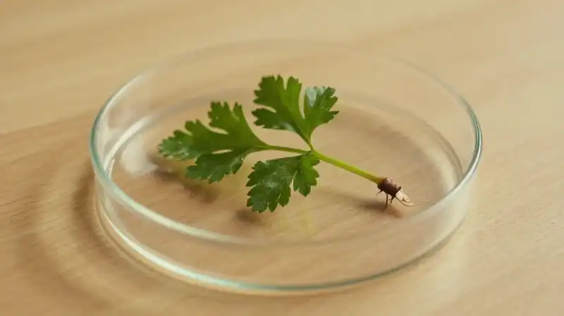 Sprig of parsley illuminates a glowing dish upon warm wood