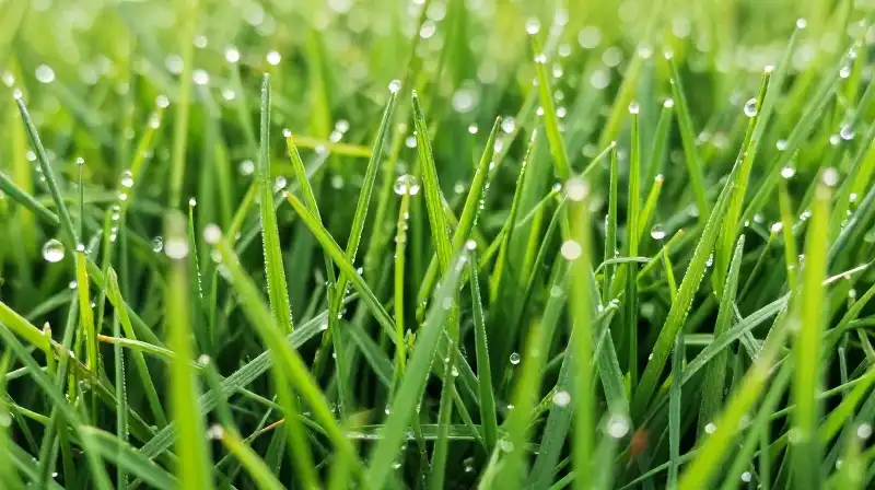 Vibrant green grass glistens with morning dew under soft sunlight
