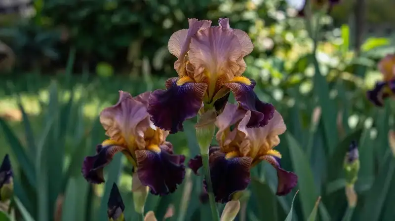 A vivid iris flower grows in a lush, sun-dappled garden