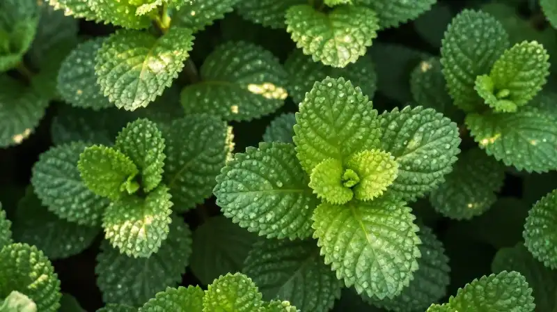 Vibrant water mint foliage sparkles in dappled sunlight