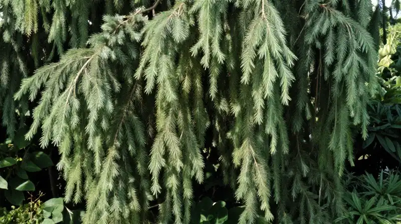 Blue weeping cedar flourishes under warm, dappled sunlight in a lush garden