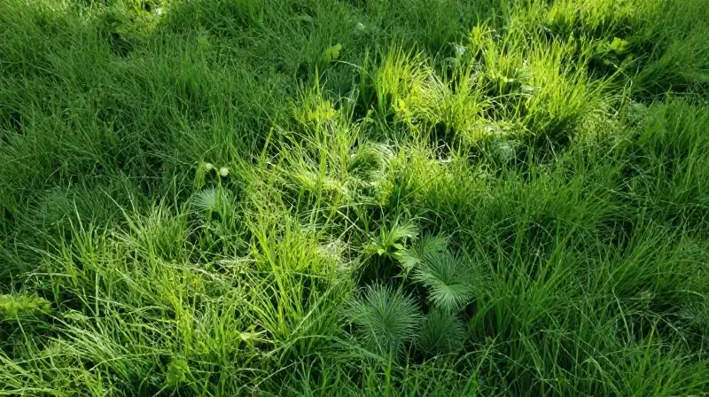 Close-up of lush, sun-dappled green crabgrass